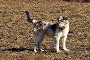 21 Cane pastore al Crosnello